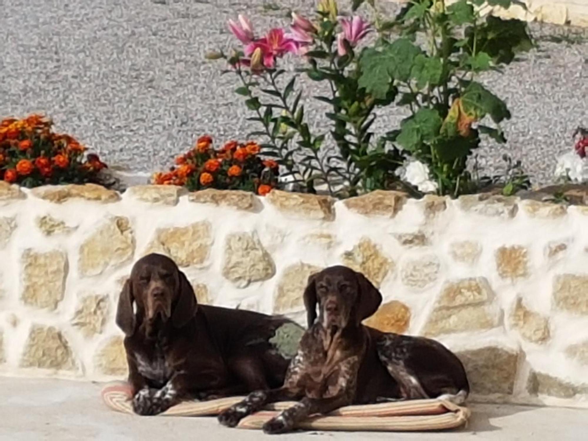 Le Clos De Tournes Echinghen Dış mekan fotoğraf